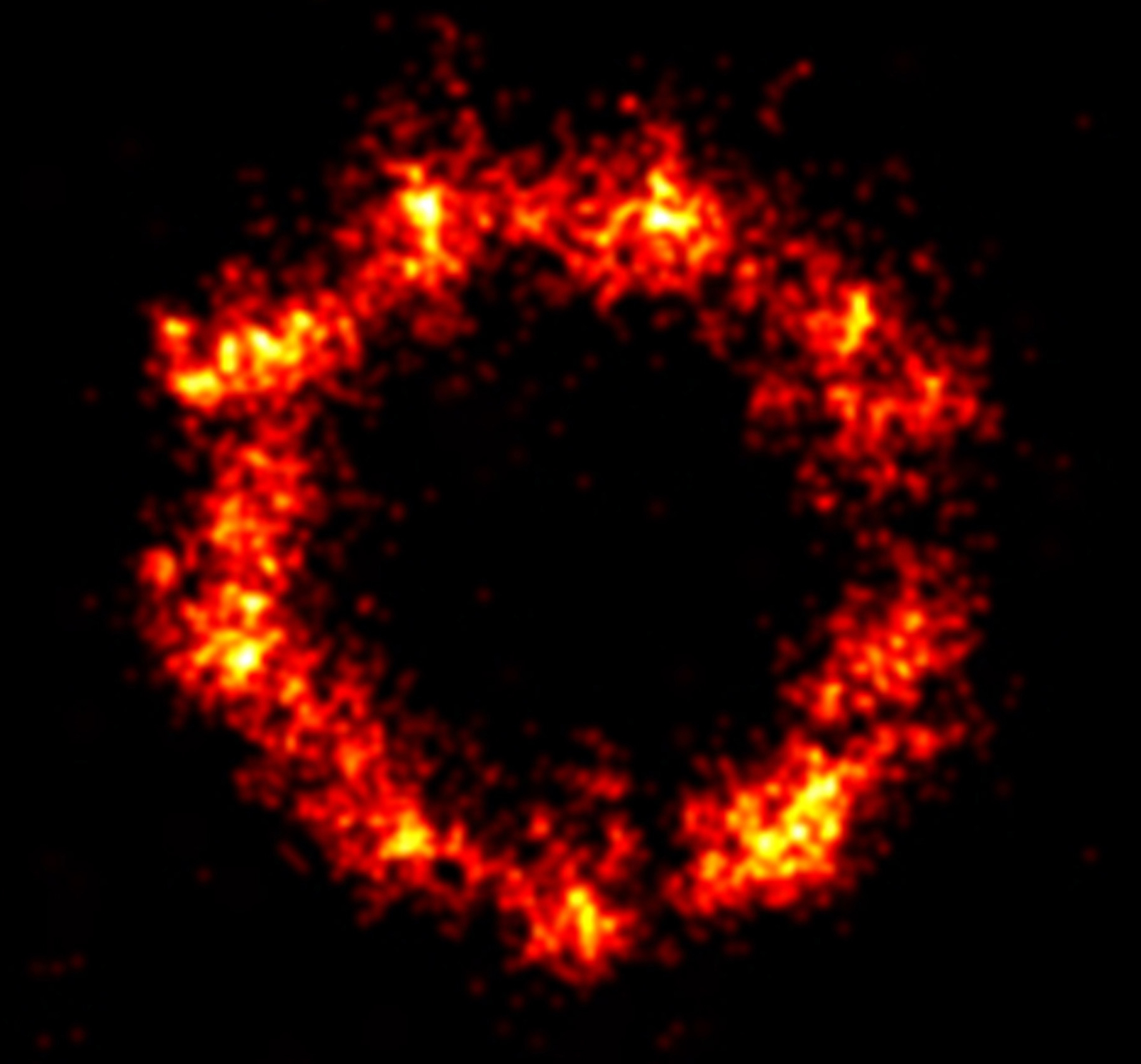 Cilia research view from a microscope